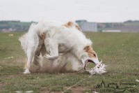 /album/flying-saphira-mischenka/a69969359-2512453165645211-4556472238152351744-n-jpg1/