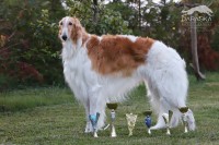 /album/galerie-sampionu-gallery-of-champions/375219085-6975655742467403-5710285462831024502-n-jpg1/