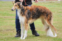 /album/galerie-sampionu-gallery-of-champions/342864632-1209510146377968-7791142875807445753-n-jpg/