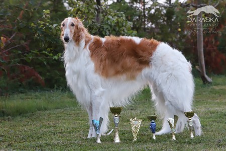 JCH CZ, GR CH BiH, BiH CH, F BiH CH Stravi Sebastian at Daraska