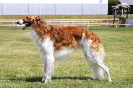 CH. Hidalgo Mischenka